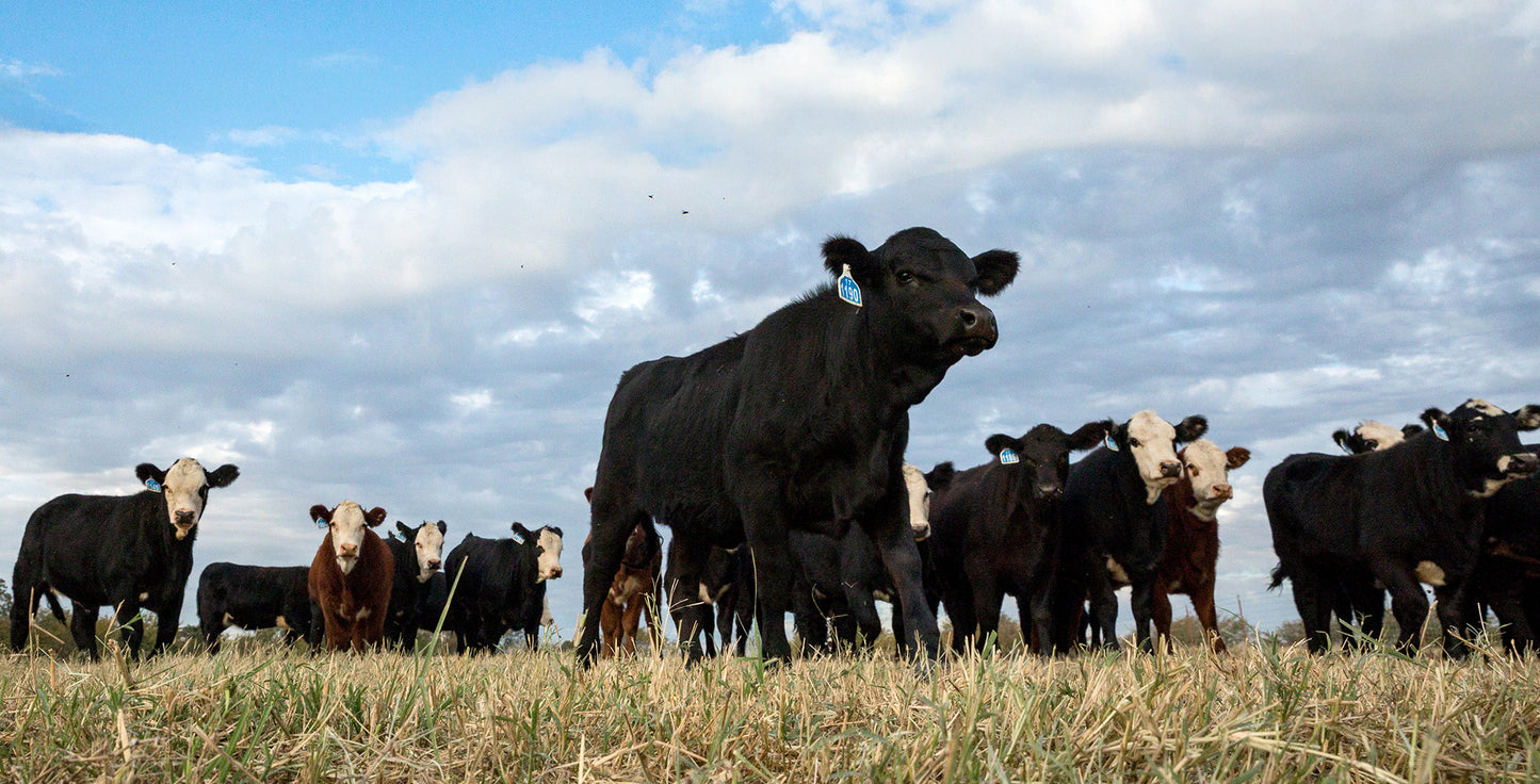 Noble Grazing Flint Hills Series | Council Grove, KS | 3 Course Series
