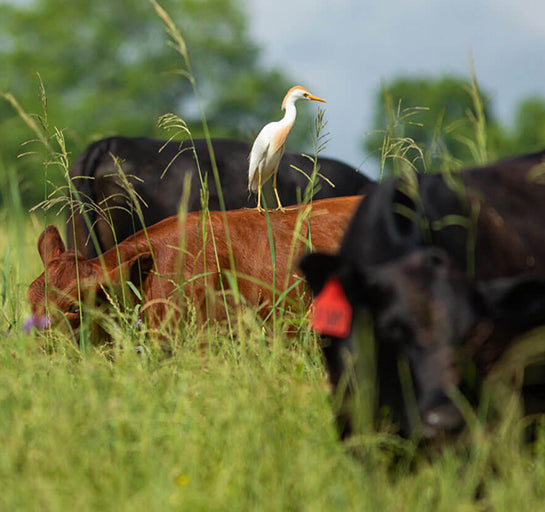 1, 5, 10 and 15 Packs of One-Hour Sessions of Noble Consultation | Trusted Advice for Your Land, Livestock, Livelihood and Legacy